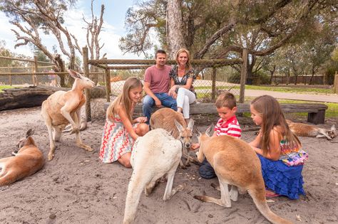 Meet the locals @ Caverhsam Wildlife Park Caversham Wildlife Park, Australia Trip, Port Arthur, Margaret River, Australian Wildlife, History Teacher, Wildlife Park, Perth Australia, History Teachers