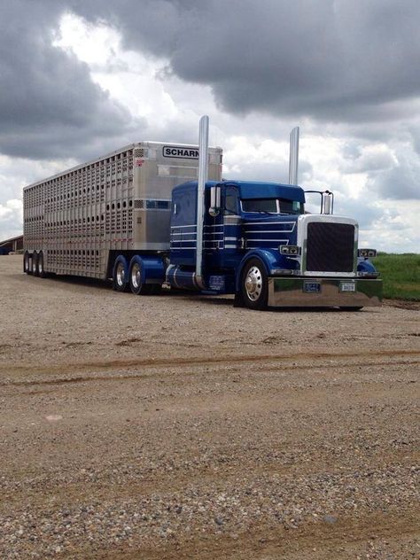 Sweet Semi Trucks Humor, Bull Hauler, Cattle Trucks, Chip Foose, Peterbilt 389, Heavy Construction Equipment, Custom Trailers, Custom Big Rigs, Peterbilt 379