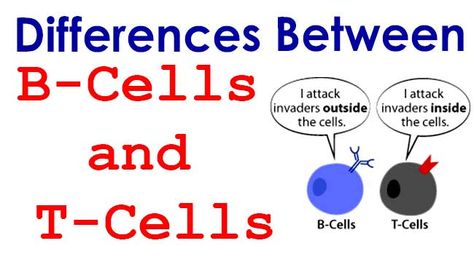 Differences Between B-Cells and T-Cells. T cells and B cells are the major cellular components of the adaptive immune response. T cells are involved in cell-mediated immunity, whereas B cells are primarily responsible for humoral immunity. B Cells And T Cells, Build Immunity, T Cells, Immunity Boost, Nursing Mnemonics, B Cell, Pharmacy School, Medical Laboratory Science, Nursing School Notes