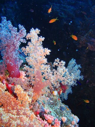 Sea Coral Aesthetic, Coral Reefs Aesthetic, Coral Reef Aesthetic, Reef Photography, Coral Reef Photography, Coral Aesthetic, Coral Underwater, Fish In The Water, No Ordinary Girl