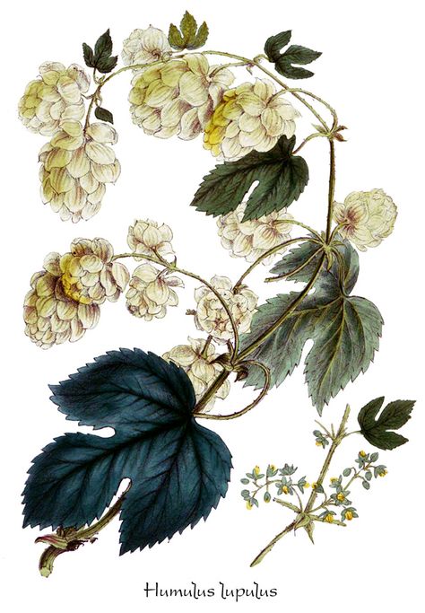 hop flower illustration Butterflies Tattoo, Hop Flower, Scientific Drawing, Humulus Lupulus, Flowers Pressed, Botanical Floral Art, Brewing Beer, Plant Images, Vintage Botanical Prints