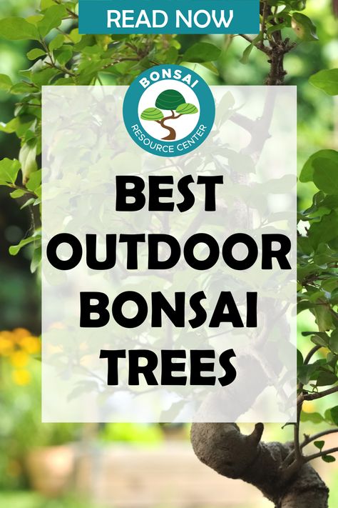 Outdoor Bonsai Tree, Garden Bonsai Tree, Tree Types, Bonsai Pruning, Bonsai Tree Types, Bonsai Care, Bonsai Soil, Bonsai Tools, Gardening Inspiration