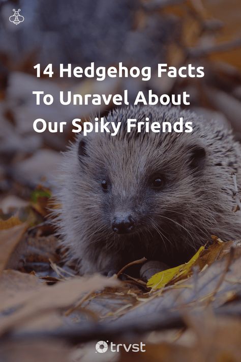 "14 Hedgehog Facts To Unravel About Our Spiky Friends"- Unravel the spiky world of Hedgehog Facts that talks about their armor, behaviors, and habitats. Also, learn about them in popular culture, their conservation status and their resistance to snake venom. Whether you are a pet owner or just an animal... #trvst #facts #biodiversity #conservation #animal #planet #nature #earth #changetheworld #mothernature #biology #climatechange #thinkgreen Hedgehog Facts, Hedgehog Care, Biodiversity Conservation, Baby Hedgehog, Snake Venom, Animal Behavior, Pet Owner, Animal Planet, An Animal