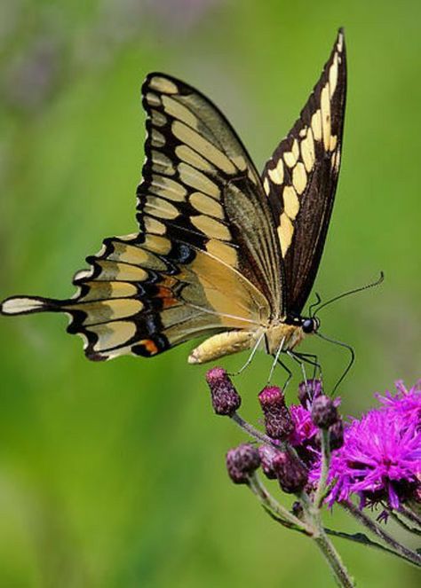 Giant Swallowtail Butterfly, Giant Swallowtail, Butterfly Migration, Beautiful Butterfly Photography, Butterfly Species, Moth Caterpillar, Float Like A Butterfly, Beautiful Butterflies Art, Swallowtail Butterfly