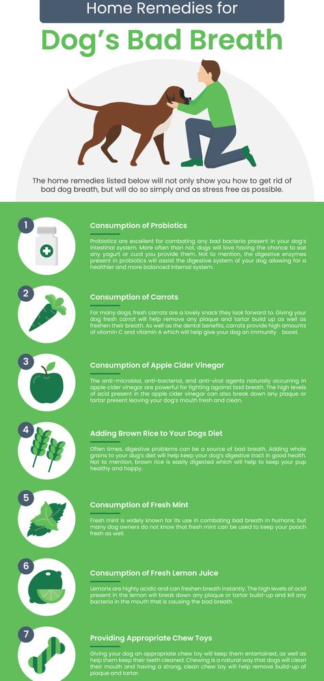 Dogs Bad Breath, Dog Bad Breath Remedy, Dog Breath Remedy, Bad Dog Breath, Bad Breath Remedy, Dog Remedies, Dog Breath, Dog Health Tips, Dog Facts