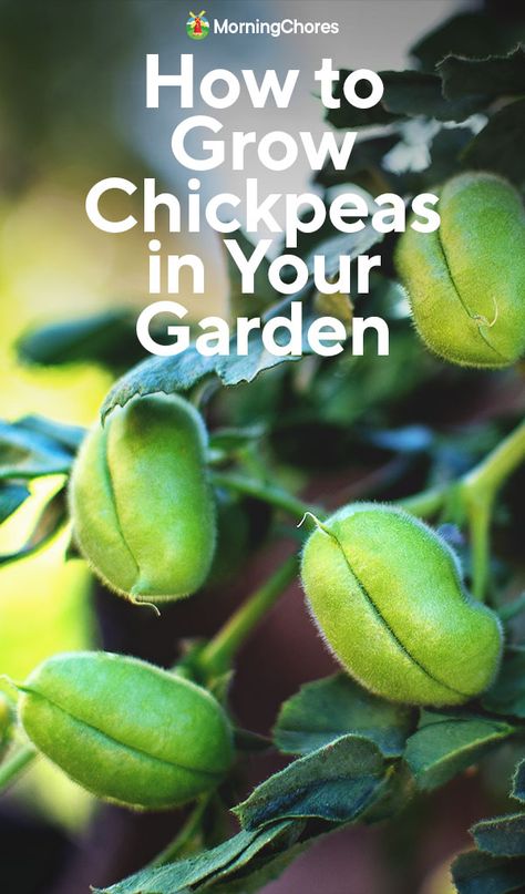 Growing Chickpeas: How to Plant and Care For Garbanzo Beans Growing Chickpeas, Grow Chickpeas, Allotment Planning, Chickpea Plant, Farm Plants, Seed Sprouting, Morning Chores, Pallet Gardening, Witchy Garden