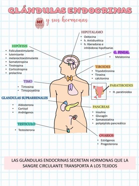 Medical Artwork, Med School Study, Ideas Notes, Studying Medicine, Medicine Notes, Medicine Studies, Nursing Student Tips, Medical Student Motivation, Medicine Student