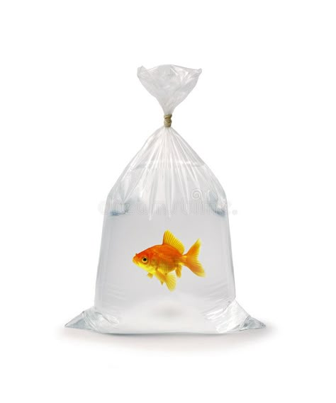 Goldfish In Plastic Bag. Goldfish in a plastic bag on a white background , #spon, #Bag, #Plastic, #Goldfish, #plastic, #background #ad Goldfish In A Bag, Object Drawing, Plastic Art, Fish In A Bag, Collage Design, Photo Reference, Goldfish, Art Reference Photos, A Bag