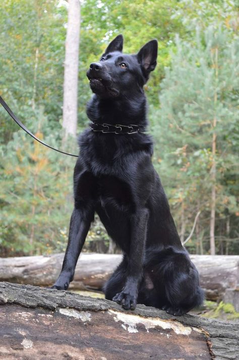 Black Dutch Shepherd, Black Belgian Malinois, Black Gsd, Dutch Shepherd Dog, Black Shepherd, Black German Shepherd Dog, Service Dogs Gear, Belgian Malinois Dog, Big Dog Breeds