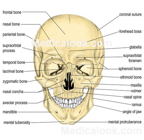 Facial bones Bones Diagram, Face Diagram, Human Anatomy Organs, Drawing The Face, Bones Human, Sphenoid Bone, Anatomy Lab, Makeup Journal, Human Body Projects