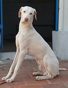 Rajapalayam Dog, Book Exhibition, Tamil Books, Indian Dog, Livestock Guardian Dog, Livestock Guardian, Disabled Dog, Coton De Tulear, Bully Dog