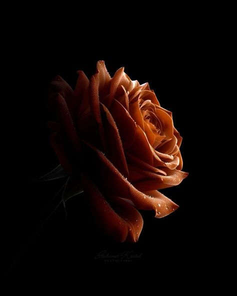 MUHAMET KARTAL | 1 Rose, 4 colors… Which color do you like best here? | Instagram Red Roses Photography, Red Rose Photography, Roses Photography, 1 Rose, Language Of Flowers, January 29, Rose Photography, Red Rose, Red Flowers