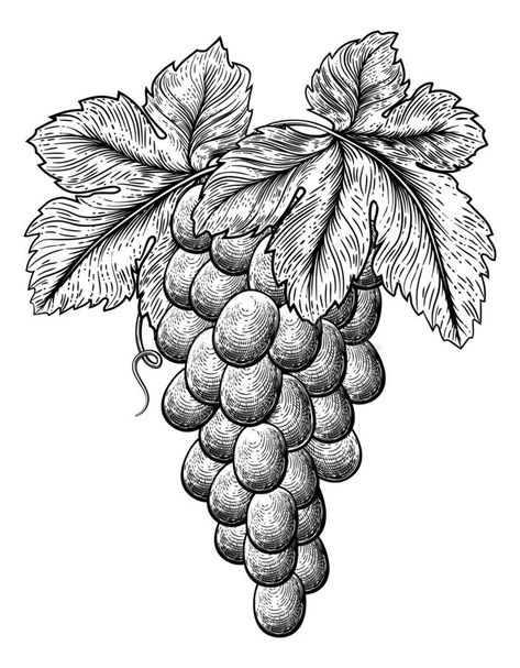 Bunch of Grapes on Grapevine and Leaves vector illustration Grapevine Drawing, Grape Drawing, Grapevine Leaf, Bunch Of Grapes, Laser Engraved Ideas, Food Pics, Leaves Vector, Grape Bunch, Logo Label