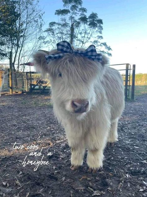 Half Cow Half Human, Mini Hyland Cow, Hilander Cows, Hyland Cows, Mini Highland Cow, Abandoned Farmhouse, Cow Cute, Pet Cows, Highland Calf