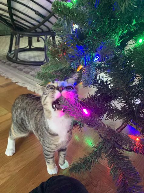 15 Cat Parents Who Immediately Regretted Decorating the Christmas Tree Christmas Kitties, Pfp Cat, Decorating The Christmas Tree, Christmas Tree Images, Cat Parents, Cat Pfp, Cute Rats, Cat Parenting, Christmas Tree With Gifts