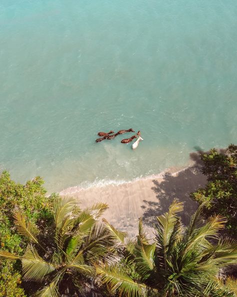 Discover the Hidden Gili Islands Everyone knows Gili T, Gili Meno, and Gili Air, but have you heard about the secret Gili islands? Gili Asahan has been an absolute dream with its sunny days, rescue horses, and unforgettable moments with friends. 🌞🏝️🐴 Be sure to visit on your next trip to Lombok! 📍 @giliasahanecolodge #giliasahan #hiddenparadise #islandlifestyle #islandparadise #lombok #lomboktrip #lombokexplore #balitravel #kutalombok #lombokexperience #beachesofinstagram #sandandsea Gili Meno, Gili T, Moments With Friends, Gili Islands, Gili Island, Island Life Style, Gods Creation, Lets Do It, Bali Travel