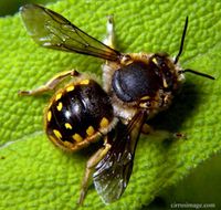 Wool Carder Bee / Leafcutting Bee - Anthidium manicatum (Linnaeus, 1758)   Live adult male and female leafcutting bees photographed in the wild at Winfield, Illinois. Honey Bee Pictures, Wool Carder Bee, Bees Crafts, Wasps And Hornets, Farm Tattoo, Interesting Insects, Garden Wild, Bad Bugs, Bee Pictures