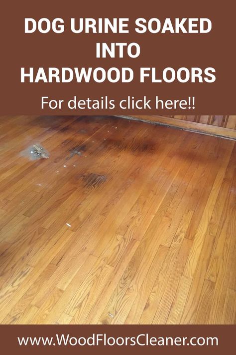 Pet owners who have hardwood flooring in their house are faced with cleaning pet mess or waste, like dog urine. It’s no fun, but it comes with the territory, and we will show you some options for a cleaning solution out there on the market! Cleaning Dog Pee, Dog Urine Odor Remover, Diy Wood Floor Cleaner, Cleaning Wooden Floors, Cleaning Pet Urine, Staining Wood Floors, Wood Floor Repair, Diy Wood Floors, Floor Cleaning Solution