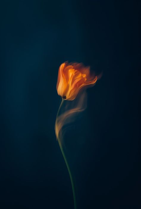 Photo Poj, Flower On Fire, Dripping Flowers, Power Ideas, Burning Flowers, Work Photography, Youth Center, Fire Flower, Caving