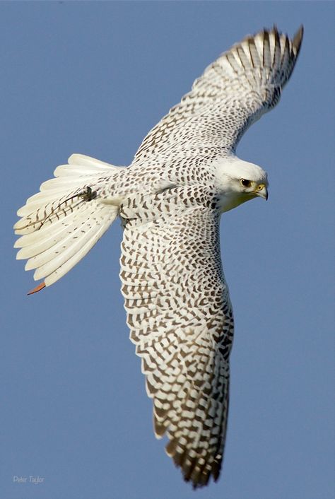 White Falcon, Ladybug Art, Native American Pictures, Bird Wings, Majestic Animals, Pretty Birds, Cute Animal Videos, Birds Of Prey, Design Museum