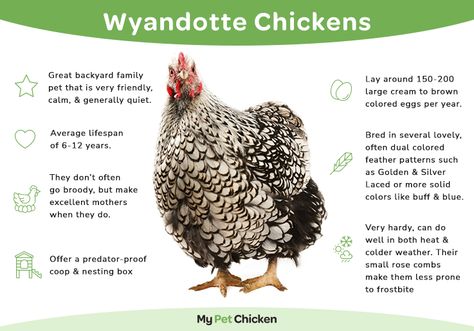 Wyandotte Chicken Breed: The Ultimate Guide - My Pet Chicken Wyandotte Hen, Laced Wyandotte, Wyandotte Chicken, Chicken Flock, Pet Chicken, Chicken Owner, Fancy Chickens, Backyard Chicken Farming, Chicken Health