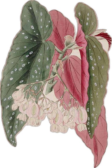 Botany Illustration, Begonia Maculata, Flowers Ideas, Books Collection, Watercolor Plants, Plant Drawing, Botanical Painting, Scientific Illustration, Botanical Drawings