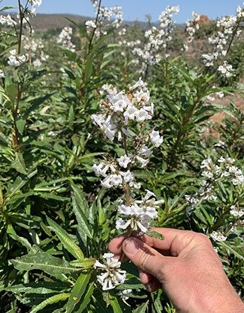 Yerba Santa - The Lost Herbs Edible Herbs, Yerba Santa, Plant Notes, Medicinal Herb, Mexican Culture, Medical Problems, Medicinal Plants, Garden Spaces, Drought Tolerant