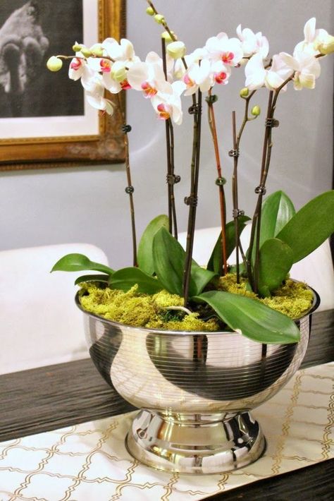 Decorating with Orchids and a Great Trick for Growing ThemThe Creativity Exchange Orchid Flower Arrangements, Orchid Centerpieces, Orchid Planters, Growing Orchids, Astuces Diy, Orchid Arrangements, Orchid Pot, Silver Bowl, Orchid Care