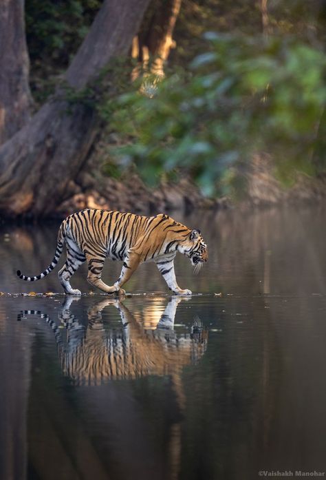 Tiger Photos, Mating Of Animals, Tigers, Tiger Fotografie, Tiger Looking Up, Tigre Y Dragon, Indochinese Tiger, African Animals Photography, Tiger In Water