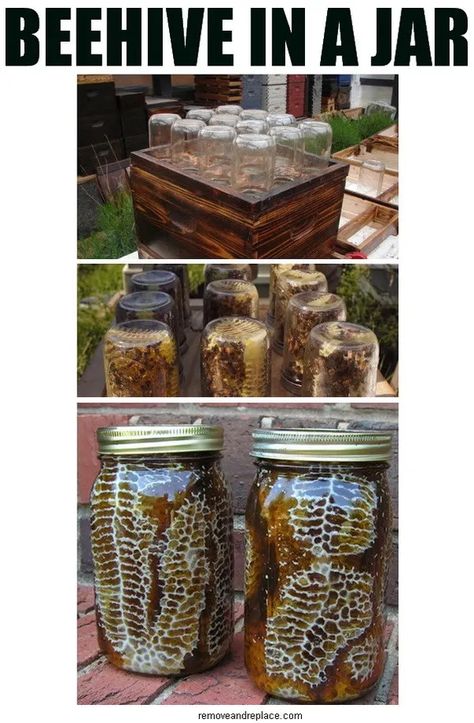 Diy Beehive, نباتات منزلية, Backyard Diy Projects, Jar Diy, Random Ideas, Honey Bees, Hobby Farms, Backyard Projects, Light House