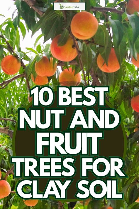 Clay soil presents unique challenges in gardening as it has a tendency to expand when moistened, compact readily, and take longer to warm up. Managing clay soil effectively is essential for successful plant growth and a thriving garden. Understanding its characteristics and implementing appropriate techniques will help you navigate these challenges with confidence. Explore strategies such as adding organic matter to improve drainage, preventing compaction through proper cultivation practices, an Amending Clay Soil, Clay Soil Plants, Fruit Shrub, Planting Fruit Trees, Black Walnut Tree, Growing Fruit Trees, Organic Mulch, Peach Tree, Greenhouse Growing