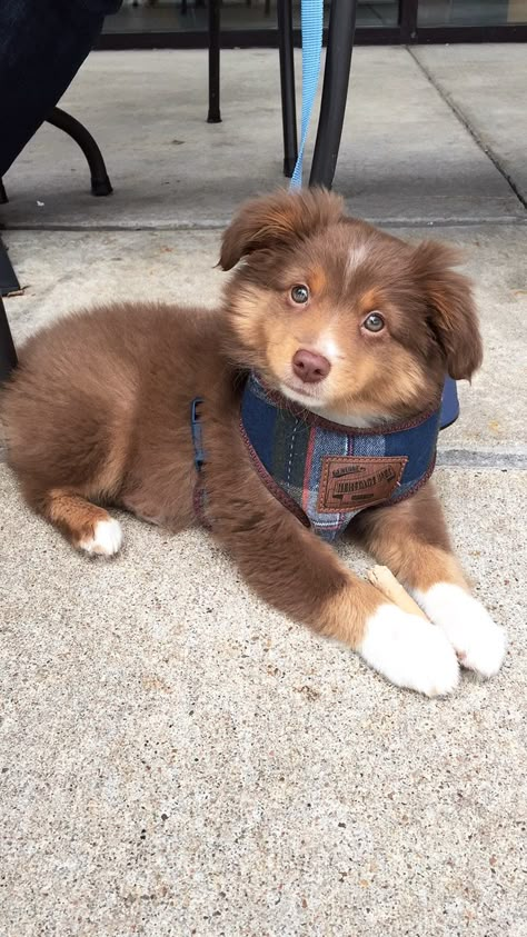 Mini Australian Shepherd Mini Shepard Dog, Brown Aussie Shepherd, Brown Australian Shepherd Puppy, Brown Australian Shepherd, Mini Australian Shepard, Mini Australian Shepherd, Mini Aussies, Australian Shepherd Puppy, Mini Aussie