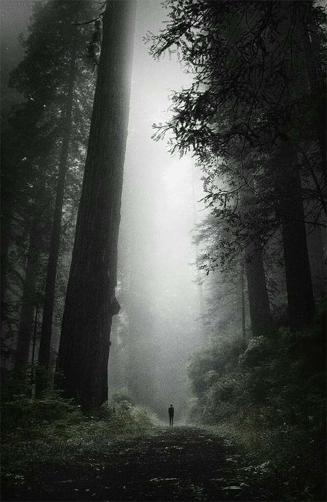 Lost in the old growth P. Jamus Landscape Photography Trees, Nature Photography Trees, Camera Wallpaper, Art Photography Portrait, Alone Photography, Black And White Landscape, Tree Photography, Forest Photography, Wild Nature