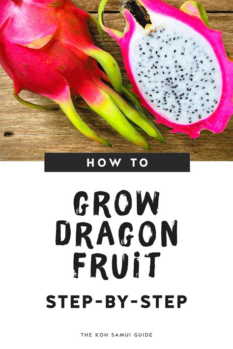 Dragon Fruit Tea Recipe, Growing Dragon Fruit, Grow Dragon Fruit, How To Grow Dragon Fruit, Como Plantar Pitaya, Dragon Fruit Tree, Dragon Fruit Cactus, Seeds Germination, Dragon Fruit Plant