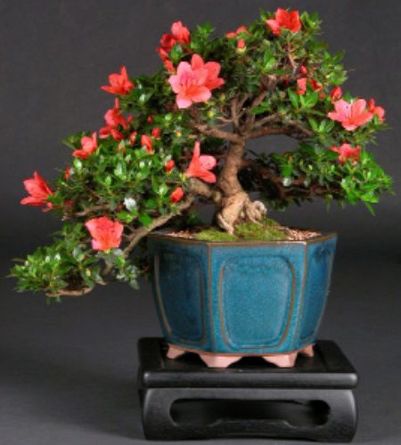 Bonsai Azalea, Azalea Bonsai, Bonsai Collection, Bonsai Fruit Tree, Bonsai Nursery, Living Sculpture, Beautiful Bonsai, Bonsai Techniques, Bonsai Tools