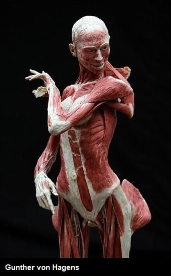 Plastination Human by artist Gunther von Hagens Gunther Von Hagens, Health And Wellbeing, Greek Statue, Statue, Human, Animals, Art