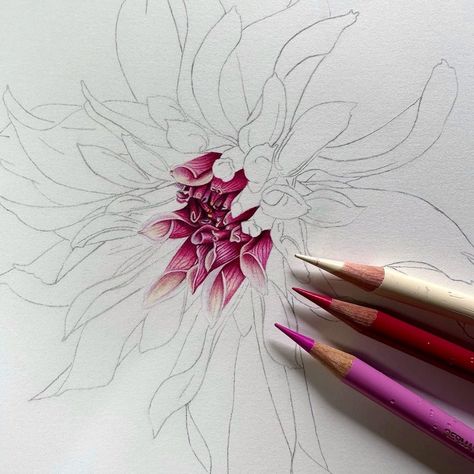 Emma Tildesley DipSBA(Dist) SBA Fellow | The beginning of a beautiful @sarahravensgarden Dahlia that is the subject of our Coloured Pencil project on Patreon for April. There are… | Instagram Pencil Drawing Animals, Colour Pencil Art, Coloured Pencil Art, Botanical Art Drawing, Coloured Pencil Drawings, Pencil Flowers, Pencil Project, Easy Drawing Step By Step, Easy Pencil Drawings