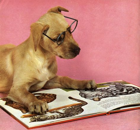 [#AnimalsWearingGlasses, #IntellectualAnimals, #Dog, #Glasses, #Reading, #Books, #Nerdy] Smart Dogs, Cat Halloween Costume, Cat Reading, Dog Books, Wearing Glasses, Animal Books, Cute Dogs And Puppies, Anime Cat, Arte Animal