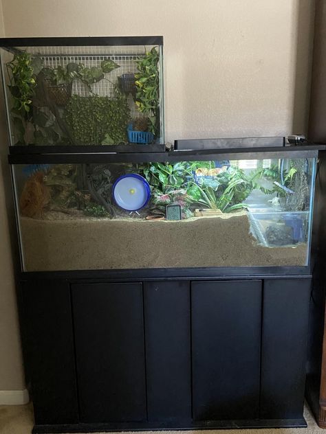 Turtle Tank Setup, Hermit Crab Habitat, Crab Tank, Hermit Crab Tank, Spoiled Pets, Reptile Room, Beautiful Terrariums, Diy Tank, Turtle Tank