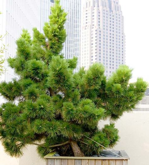 Austrian pine  Pinus nigra forms a dense, dark green pyramid of evergreen foliage. It grows best in cool-summer climates and reaches 130 feet tall and 30 feet wide. Zones 5-8 Types Of Pine Trees, Austrian Pine, Evergreen Landscape, Picea Pungens, Broadleaf Evergreen, Evergreen Garden, Gardens Design, Spruce Tree, Patio Balcony