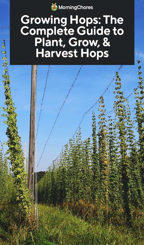 Hops Garden, Hops Trellis, Growing Hops, Hops Plant, Organic Insecticide, Brewery Ideas, Shade Grass, Home Brewing Equipment, Hobby Farming