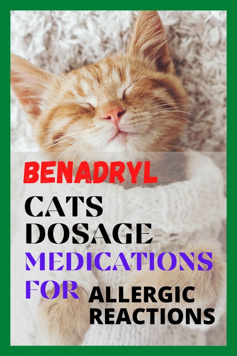 Medicine For Cats, Benadryl For Cats, Cat Medicine, Cat Allergies, Cat Care Tips, Natural Cat, Cat Travel, Dog Care Tips, Interesting Ideas