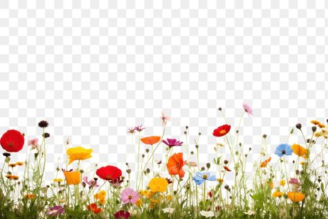 Meadow Background, Grassland Landscape, Wildflower Border, Flower Border Png, Photo Border, Png Flower, Field Flowers, Travel Wallpaper, Spring Photos