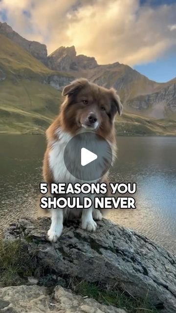 Australian Shepherd on Instagram: "You should NEVER adopt an Aussie Shepherd for these reasons… 😡😱

Do you agree on all 5 of these?

.
.
.
#australianshepherd #aussiedog #australianshepherd_corner #aussieshepherd #herdingdog #aussielovers #australianshepherd_feature" Australian Shepherd Aesthetic, Mini American Shepherd, Mini Australian Shepherd, Australian Shepherd Blue Merle, Aussie Dog, American Shepherd, Aussie Shepherd, Mini Aussie, Aussie Dogs