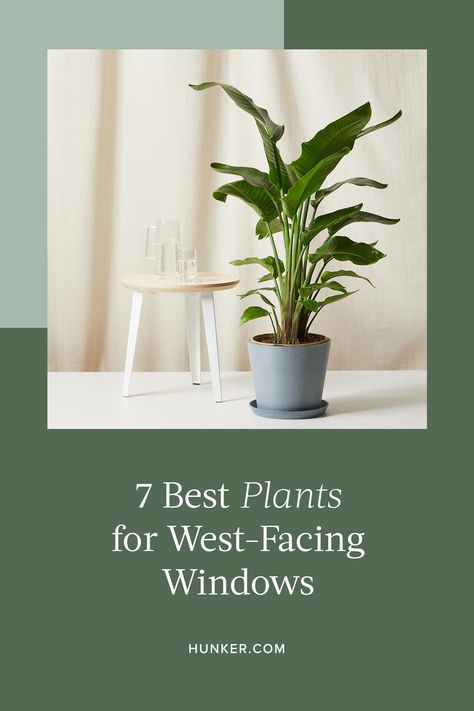 Here are seven great houseplants looking for a west-facing window. #hunkerhome #plants #westfacingwindows #plantideas #planttips West Window Indoor Plants, West Facing Window Plants, Plants For West Facing Window, Plants For North Facing Window, Window Plants Indoor, West Facing Windows, Window Sill Plants, Best Plants For Bedroom, Indoor Tropical Plants