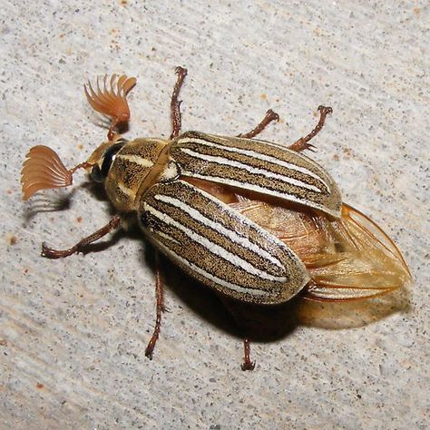 Here's the drag queen June bug. Open Tattoo, June Beetle, Insects Wings, Bug Wings, Beetle Close Up, Bugs Up Close, Beetle Wings Open, Bug Images, Giant Stag Beetle