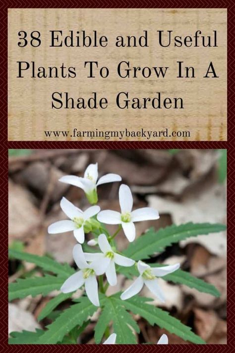 Useful Plants, Growing Your Own Food, About Plants, Plants To Grow, Backyard Vegetable Gardens, Patio Shade, Edible Landscaping, Dry Creek, Patio Plants