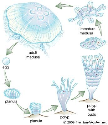 Night Of The Moonjellies Fiar, Jellyfish Life Cycle, Life Cycle Art, Egg Jellyfish, Types Of Jellyfish, Oceanography Marine Biology, Cnidaria, Biology Facts, Biology Notes