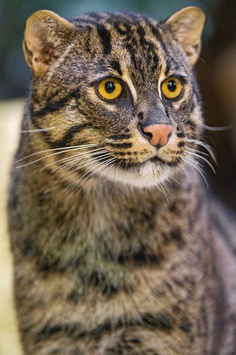 Wild cat, Germany Black Footed Cat, Wild Cat Species, Tiger Species, Fishing Cat, Small Wild Cats, Sand Cat, Animal Anatomy, Nice One, Exotic Cats