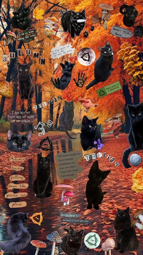 Black cat claudotherian & autumn wallpaper! #autumn #september #october #slay #therian ##alterhuman #therianthropy #blackcat #blackcattherian ##blackcatclaudotherian #claudotherian #fyp Therian Wallpaper Black Cat, Cat Wallpaper Iphone, Fall Board, Wallpaper Autumn, Fall Boards, Cat Collage, Autumn Wallpaper, Cat Wallpaper, Wallpaper Iphone